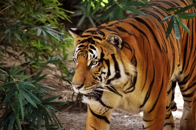 tigre